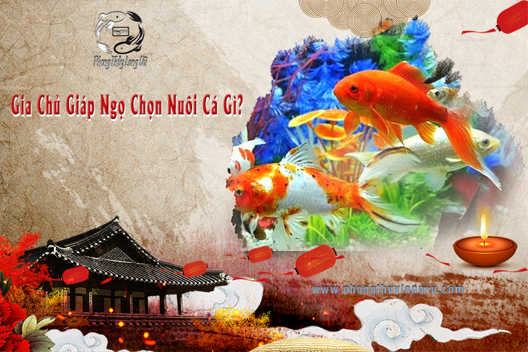 Gia Chủ Giáp Ngọ Chọn Nuôi Cá Gì 