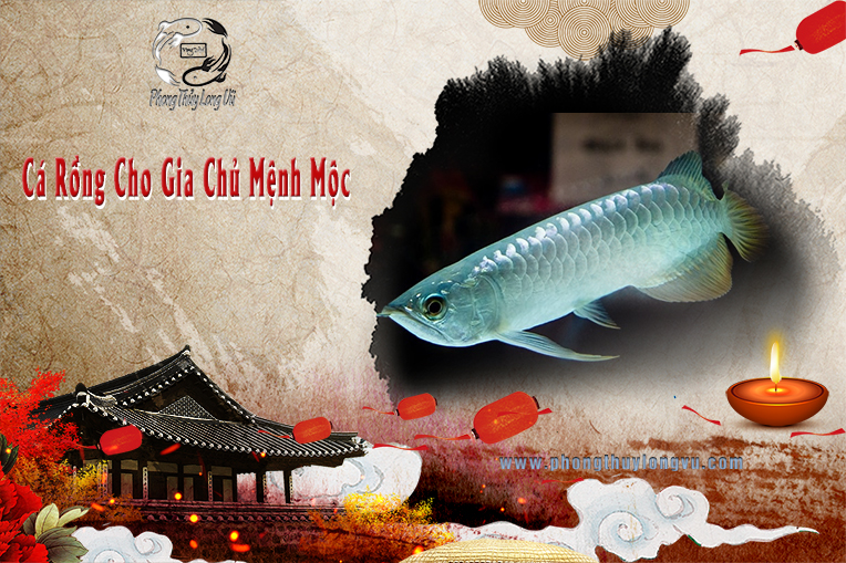 Cá Rồng Cho Gia Chủ Mệnh Mộc