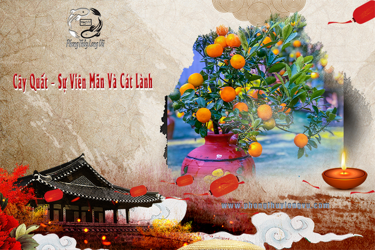 Cây Quất - Sự Viên Mãn Và Cát Lành