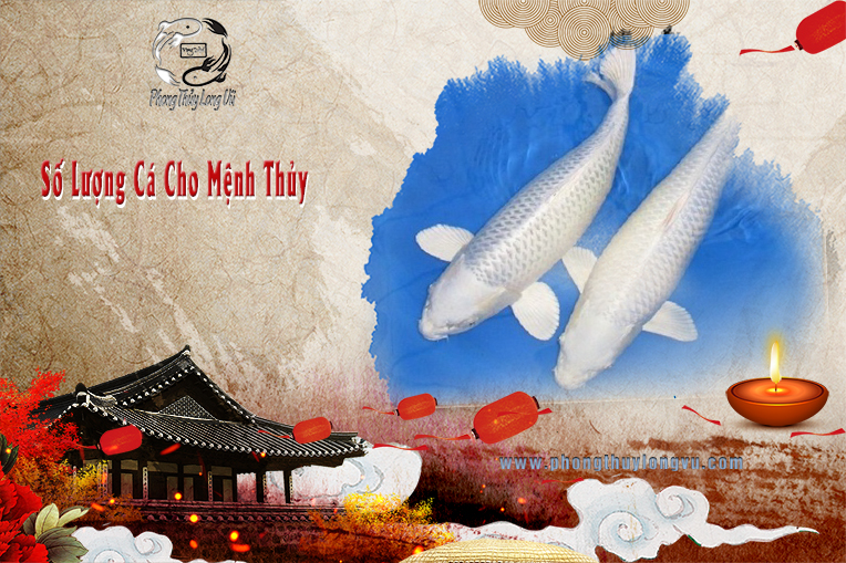 Số Lượng Cá Koi Cho Mệnh Thủy