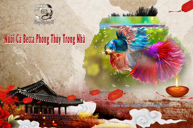 Nuôi Cá Phong Thủy Trong Nhà